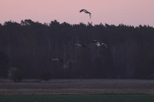 great bustard