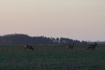 roe deer © Thomas
