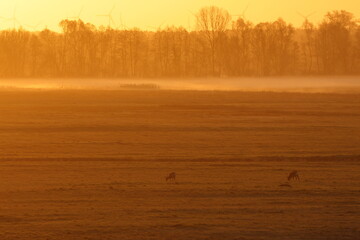 roe deer © Thomas