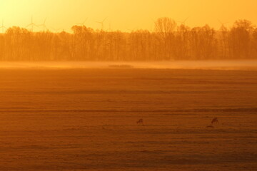 roe deer © Thomas