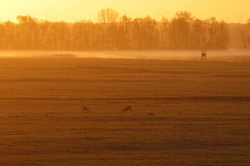 roe deer © Thomas