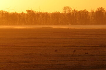 roe deer © Thomas