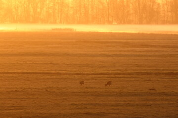 roe deer © Thomas