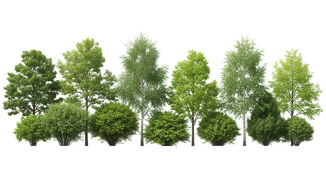 Group green tree isolate on transparent background. png file. Cutout tree line. Row of green trees and shrubs in summer