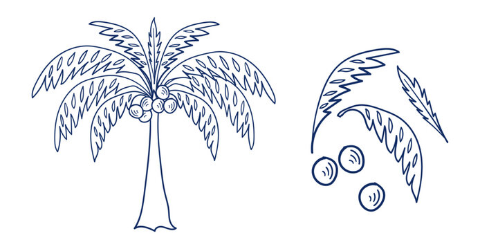 coconat palm hand drawn vector ink traditional oriental asian Indian design isolated