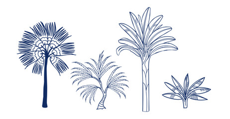 Fototapeta premium palm set tree hand drawn vector ink traditional oriental asian Indian design isolated