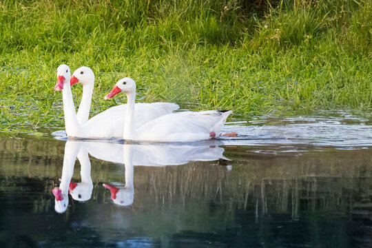 Cisnes 