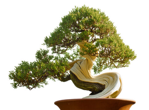 Isolated aged juniper bonsai tree with artistic twisted deadwood trunk in ceramic pot.