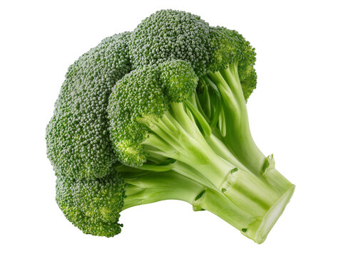 Isolated fresh green broccoli head full of healthy florets for nutritious cooking ingredient
