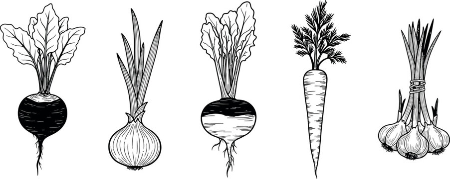 Black and white illustration of various root vegetables