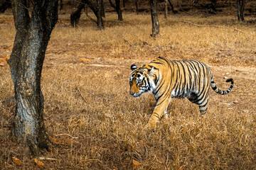 tiger in the wild © John