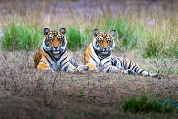 bengal tiger in the green grass © John