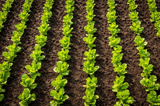 Rows of fresh green lettuce growing in fertile soil