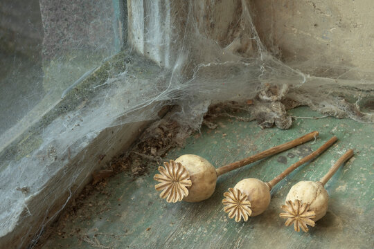 Poppy flower heads illuminated by natural light