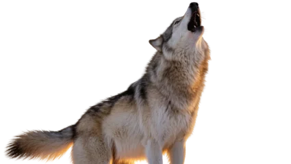Fototapete Wolf Isolated powerful gray wolf howling with open mouth and visible teeth, majestic wild predator  © David