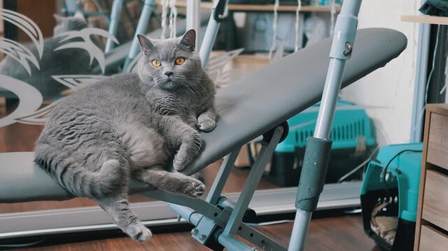 A chubby grey British Shorthair cat lies comfortably resting on a home fitness machine. Concept of animal laziness, avoiding exercise, indoor pet life, and sedentary behavior.