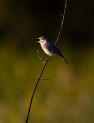 Fototapeta premium warbler singing in morning sun