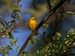 Fototapeta premium yellow warbler