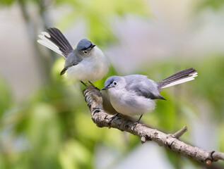 Fototapeta premium two gnatcatchers on branch
