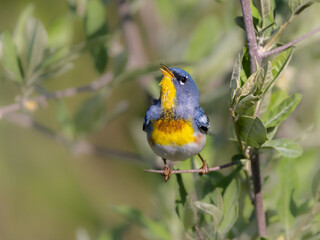 Fototapeta premium parula warbler singing