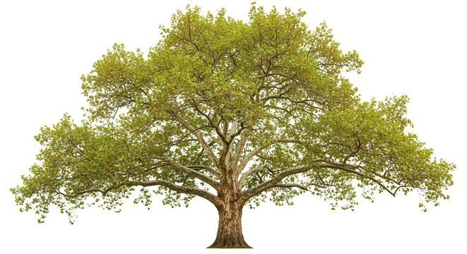 Large trees sycamore platanus trees isolated png on a transparent background premium cutou