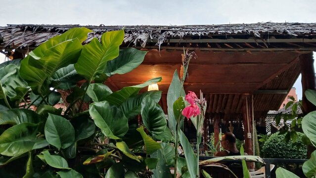 Tropical garden with lush green foliage and pink flowers in front of a traditional thatched roof bungalow, Ao Nang, Krabi, Thailand