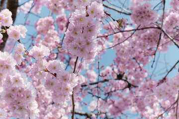 Fototapeta premium Blooming pink cherry blossom tree branches against a clear blue sky, spring floral nature background