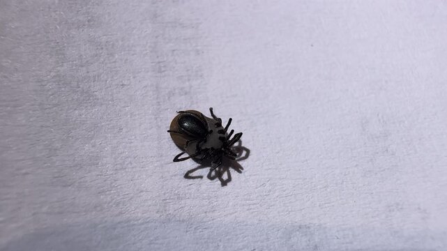 CLOSE UP: Reproduction of two ticks on white textured surface, showing dark bodies, legs and fine anatomical detail. Male attaches to the underside of a female to fertilize her during a blood meal.