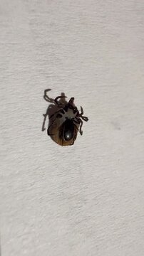 VERTICAL, CLOSE UP: Two ticks mating on white textured surface, showing dark bodies, legs and fine anatomical detail. Male attaches to the underside of a female to fertilize her during a blood meal.