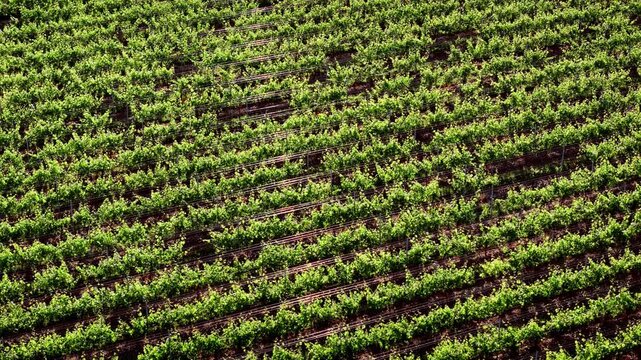 Agricultural vineyard with structured rows of crops and rural land pattern near Lake Garda, Italy, aerial view