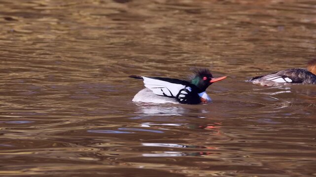 Male merganser ducks displaying mating dance to impress female.