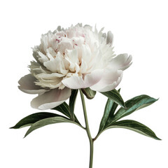 Fototapeta premium Single white peony flower with green leaves on a white background, isolated botanical