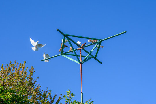 Several doves perched and flying around a green dovecote structure against a clear blue sky