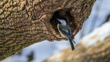 Black-capped Chickadee at Tree Hollow Feeder in Winter © Claudia