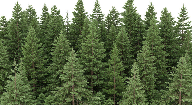 fir tree forest conifers hq arch viz cutout, lens 35 mm 3d render plants