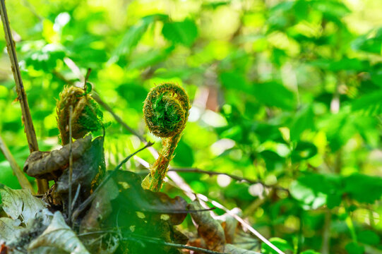Young fern fronds unfurling in a lush green forest setting
