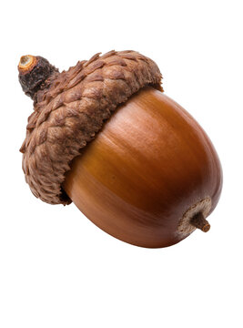 Isolated shiny brown acorn with detailed cap, embodying the spirit of fall and natural beauty.
