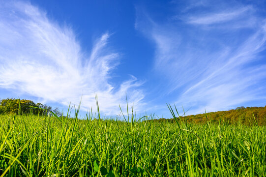 Vibrant green grass under a bright blue sky with fluffy clouds