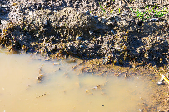 Bees gather at the edge of a muddy puddle on a sunny day