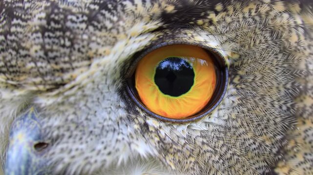 Extreme close-up of a majestic owl's bright yellow eye slowly blinking, micro-shifting, and tracking, framed by soft grey plumage against ethereal bokeh. Serene wildlife observation video
