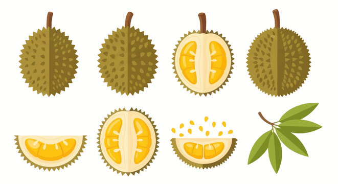 Durian fruit vector illustration set