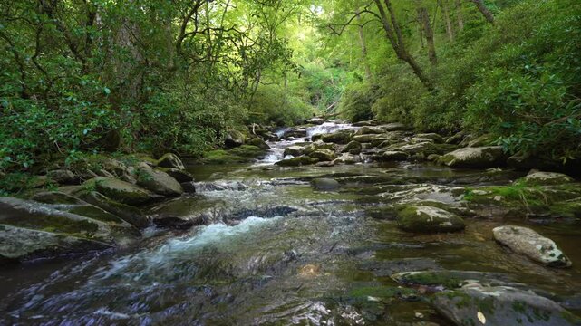 Idyllic woodland stream with small waterfalls flowing through mossy rocks and dense forest vegetation, forming a serene and untouched natural scene.
