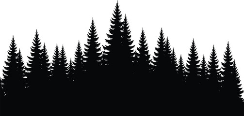 Obraz premium Black silhouette of a dense pine forest with tall conifer trees standing together in a row