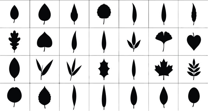 Set of various black leaf silhouettes collection representing different tree species and plant foliage shapes