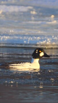 Goldeneye duck trying to de-ice his head in very cold weather. Ice chunks are dangling from his head feathers, really bothering him.