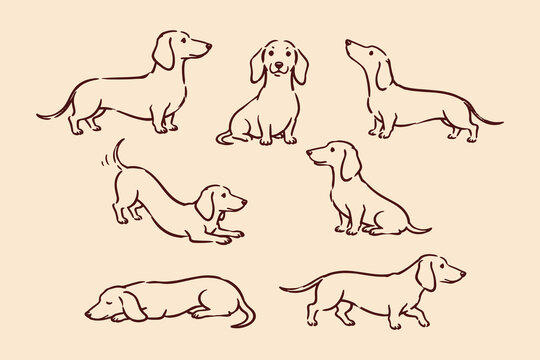 Dachshund dog poses set  sketch pattern vector