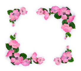 Pink hibiscus flowers frame on white background with copy space, flat lay, top view © Anastasiia Malinich