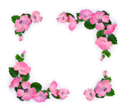 Pink hibiscus flowers frame on white background with copy space, flat lay, top view