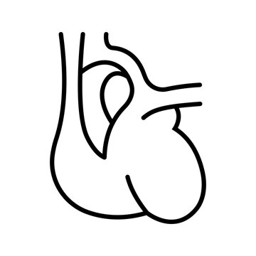 Heart anatomy icon. Healthcare and cardiology line symbol. Black and white.