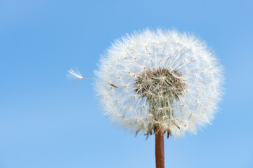 Fototapeta premium Wildflower dandelion seed head shows detail. Wildflower macro reveals airy white structure. Spring wildflower blowball floats outdoors. Selective focus keeps wildflower softly isolated.